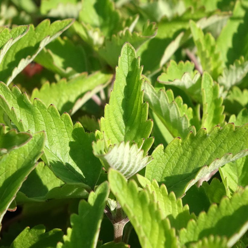 Caryopteris clandonnensis Pavilion Pink - Spirée bleue (Foliage)