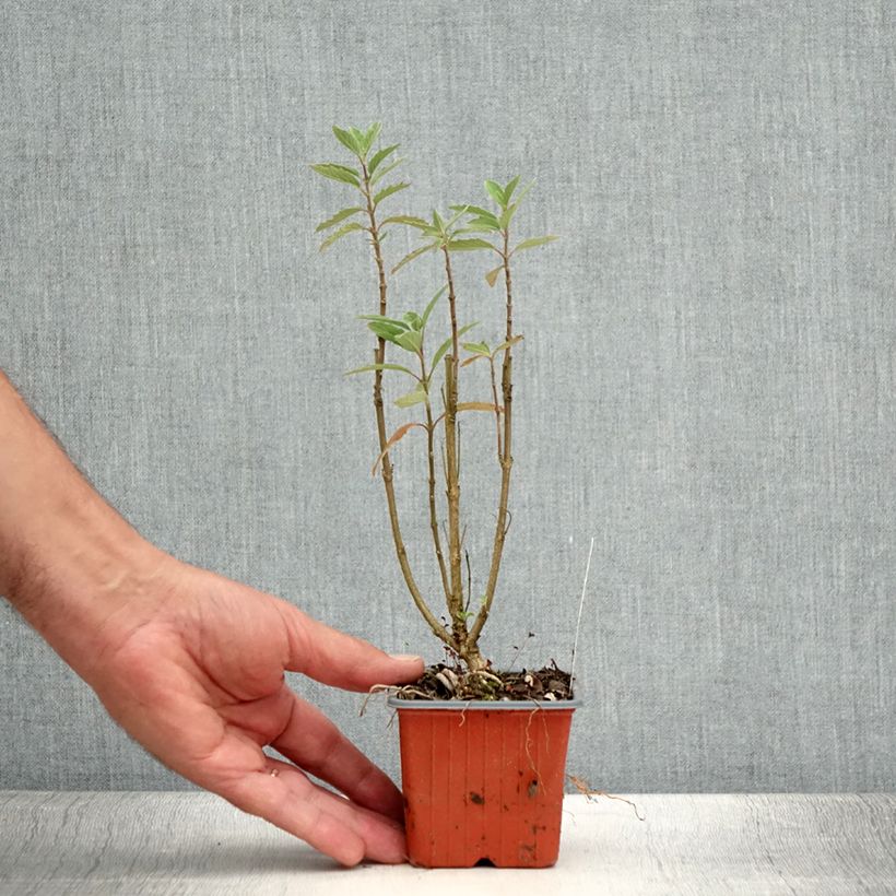 Example of Caryopteris Grand Bleu - Spirée bleue  Godet de 8/9 cm as you get in ete