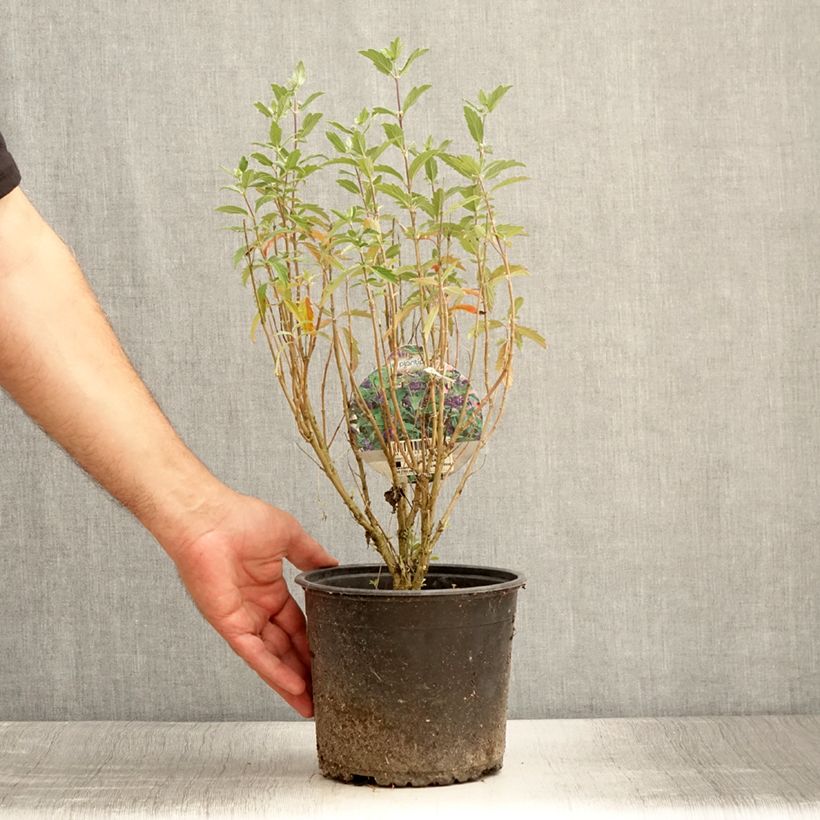 Example of Caryopteris Grand Bleu - Spirée bleue  Pot de 2L/3L as you get in ete