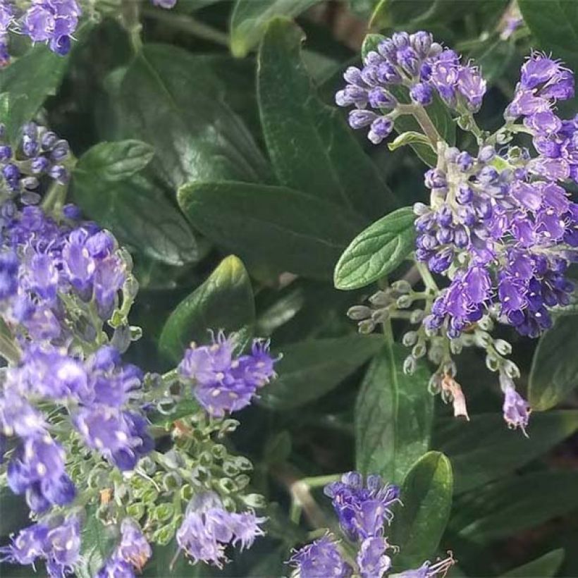 Caryopteris Petit Bleu - Spirée bleue (Foliage)
