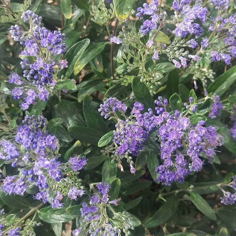 Caryopteris Petit Bleu - Spirée bleue (Flowering)