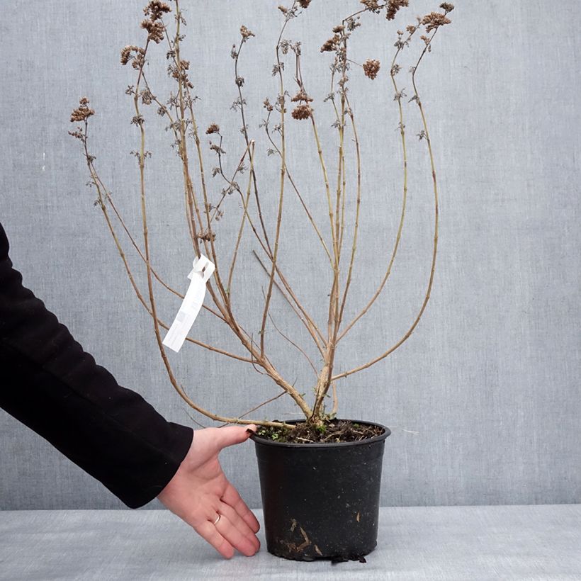 Example of Caryopteris x clandonensis Blue Fountain Pot de 3L/4L as you get in hiver