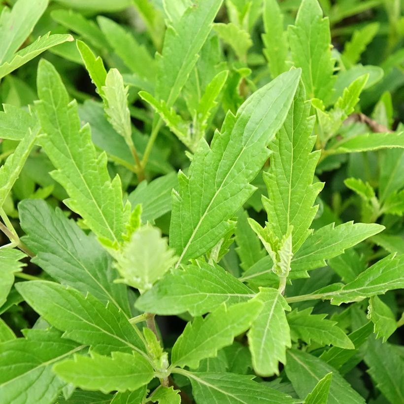 Caryopteris x clandonensis Camara Pink - Spirée bleue (Foliage)