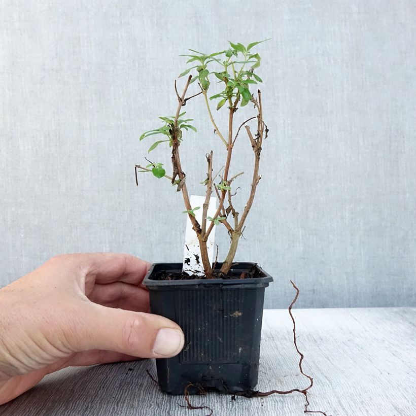 Example of Caryopteris x clandonensis Camara Pink - Spirée bleue Godet de 8/9 cm as you get in automne