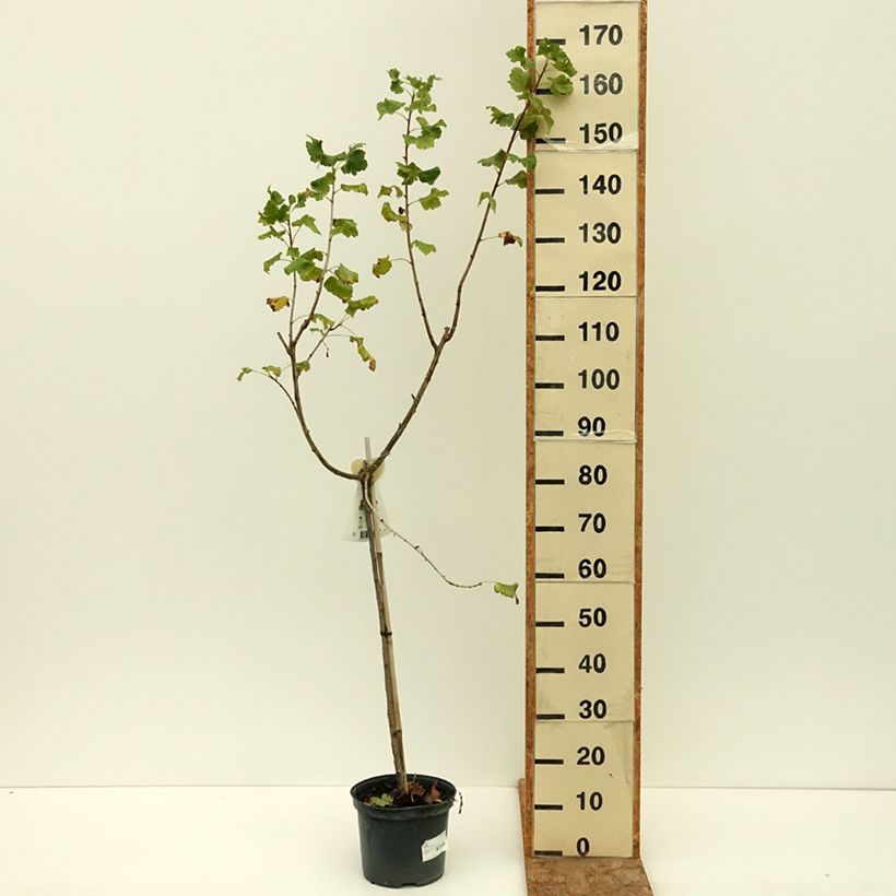 Example of Casseiller Jostaberry - Ribes x nidigrolaria Pot de 4L/5L, Demi-Tige as you get in ete