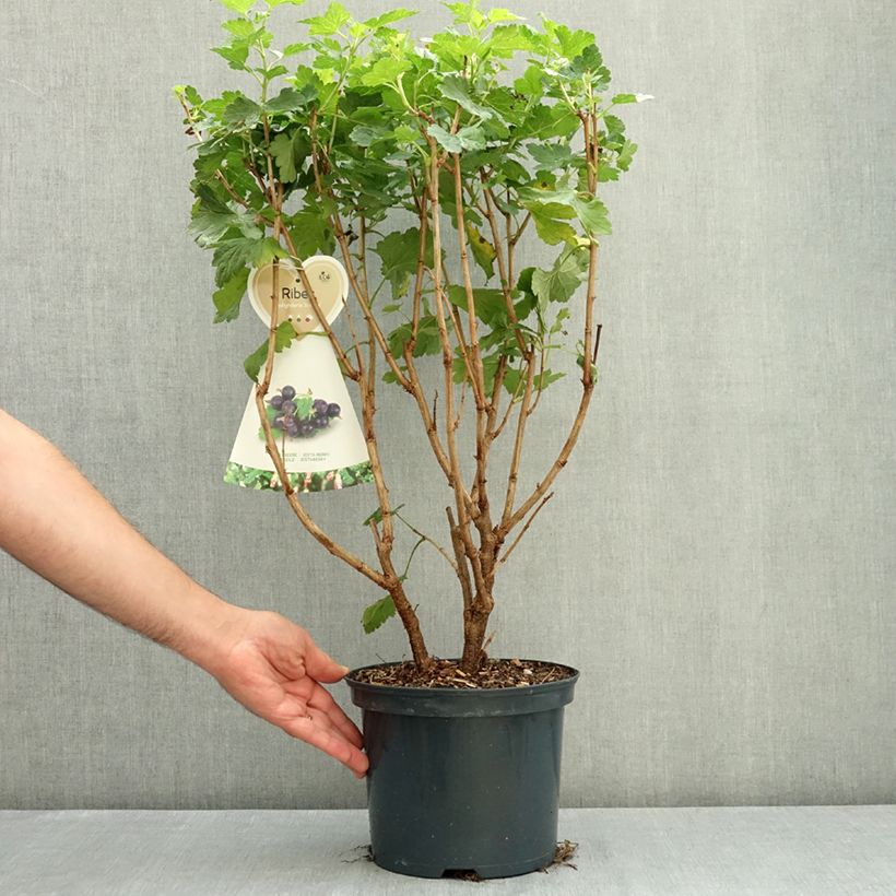 Example of Casseiller Jostaberry - Ribes x nidigrolaria Pot de 4L/5L as you get in ete