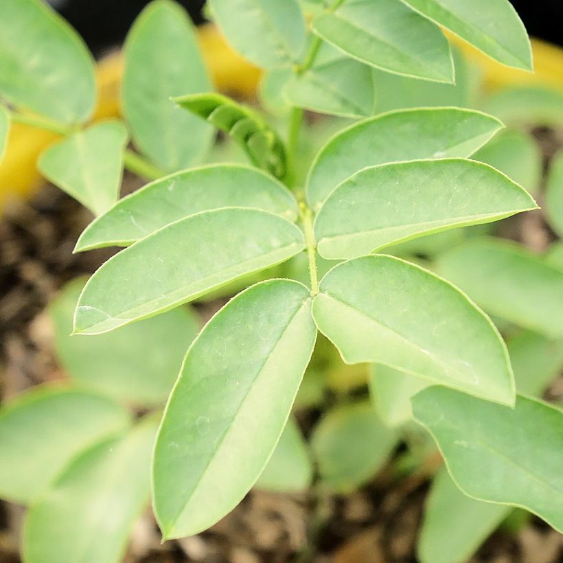 Cassia corymbosa - Senné (Foliage)