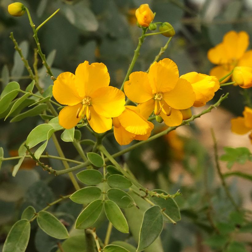 Cassia corymbosa - Senné (Flowering)