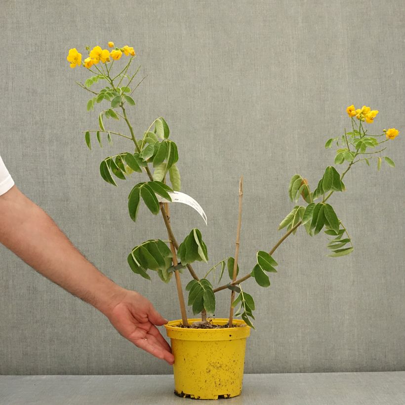 Example of Cassia corymbosa - Senné Pot de 3L/4L as you get in ete