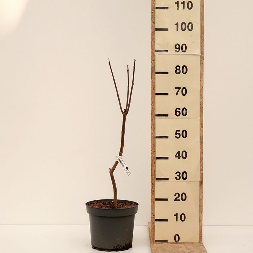 Example of Catalpa bignonioides Aurea - Catalpa doré Pot de 4L/5L as you get in hiver