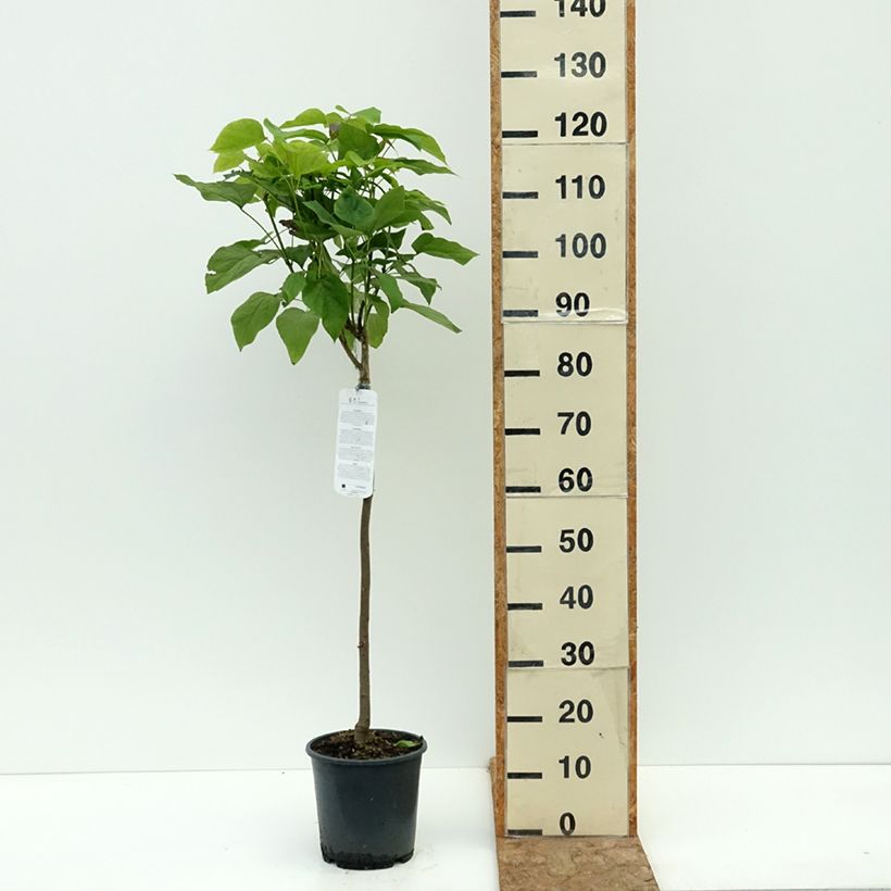 Example of Catalpa bignonioides Nana - Catalpa boule Pot de 3L/4L, Tige as you get in ete
