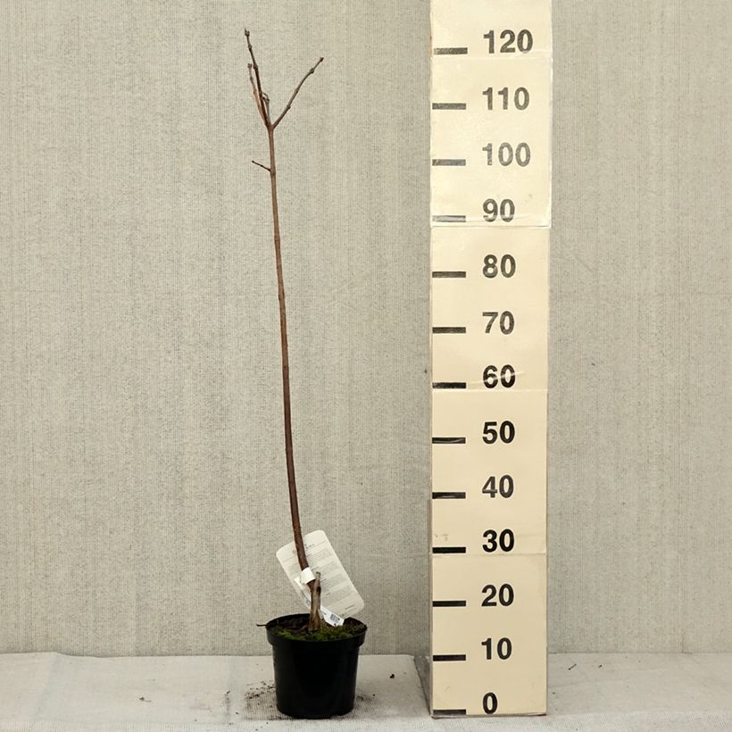 Example of Catalpa erubescens Purpurea - Catalpa pourpre Pot de 3L/4L as you get in automne