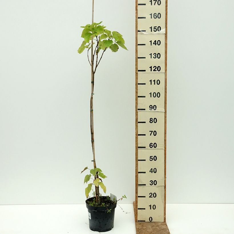 Example of Catalpa speciosa Pulverulenta - Catalpa élégant Pot de 7,5L/10L as you get in ete