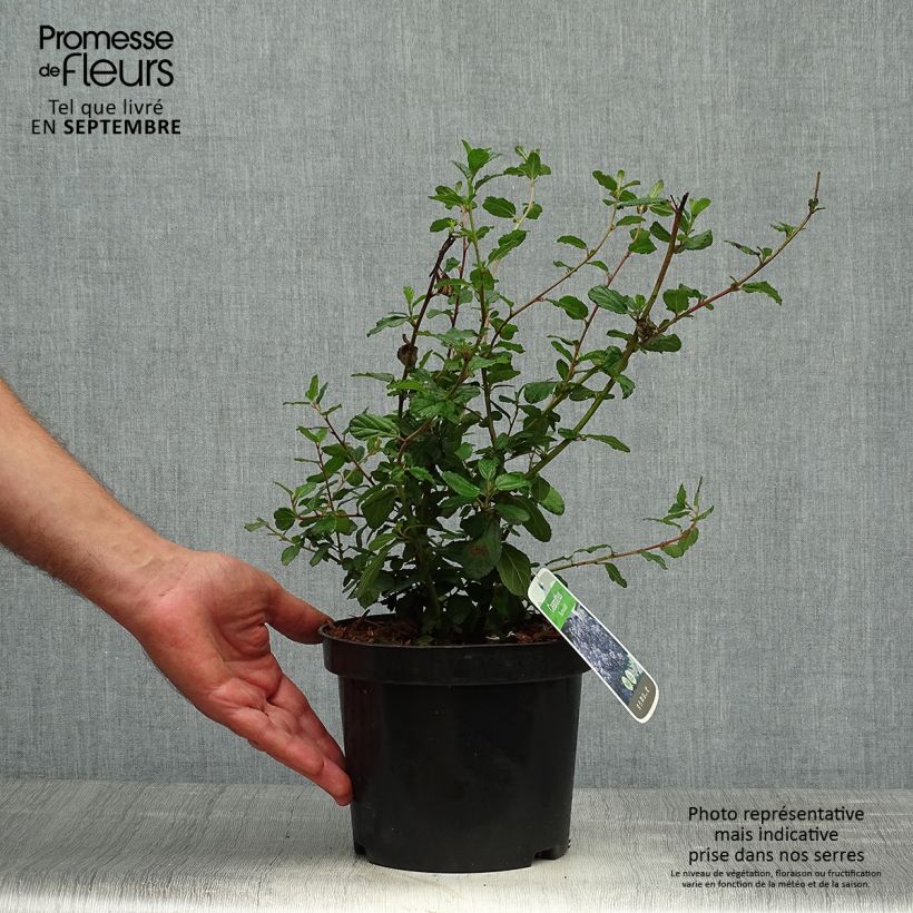 Example of Céanothe Burkwoodii Pot de 2L/3L as you get in automne
