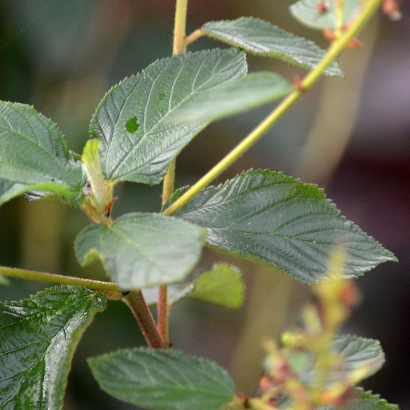 Ceanothe Gloire de Versailles - Ceanothus delilianus (Foliage)
