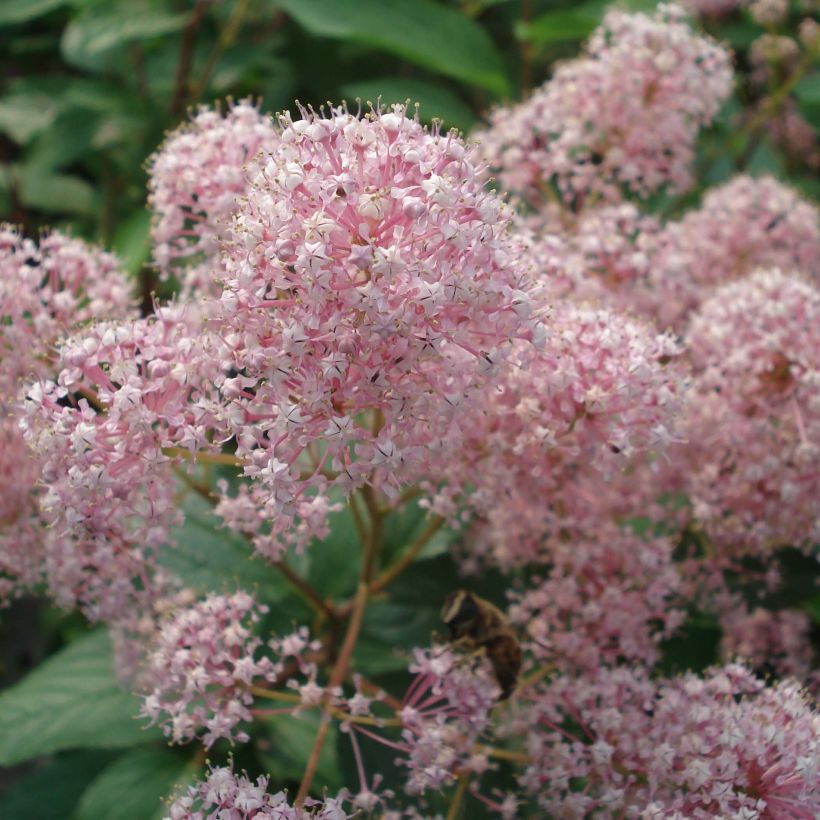 Céanothe pallidus Marie Simon (Flowering)