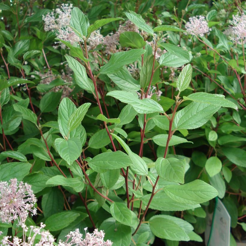 Céanothe pallidus Marie Simon (Foliage)