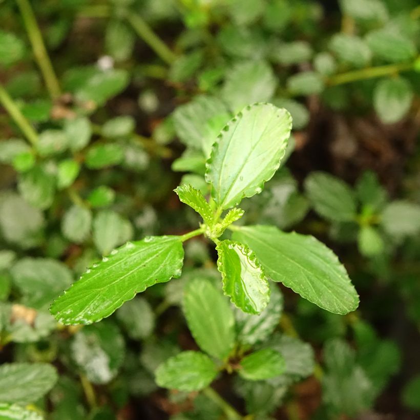 Céanothe prostratus - Céanothe prostré (Foliage)