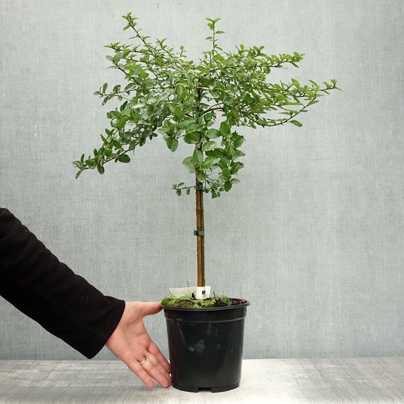 Example of Céanothe (x) Blue Mound Pot de 3L/4L, Tige as you get in automne