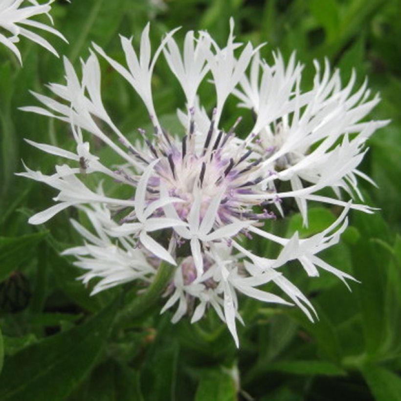 Bleuet des montagnes blanc - Centaurée montana Alba (Flowering)