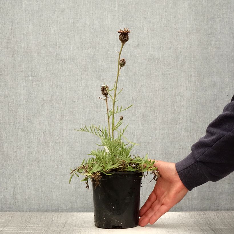 Example of Centaurea atropurpurea - Centaurée pourpre Pot de 2L/3L as you get in ete