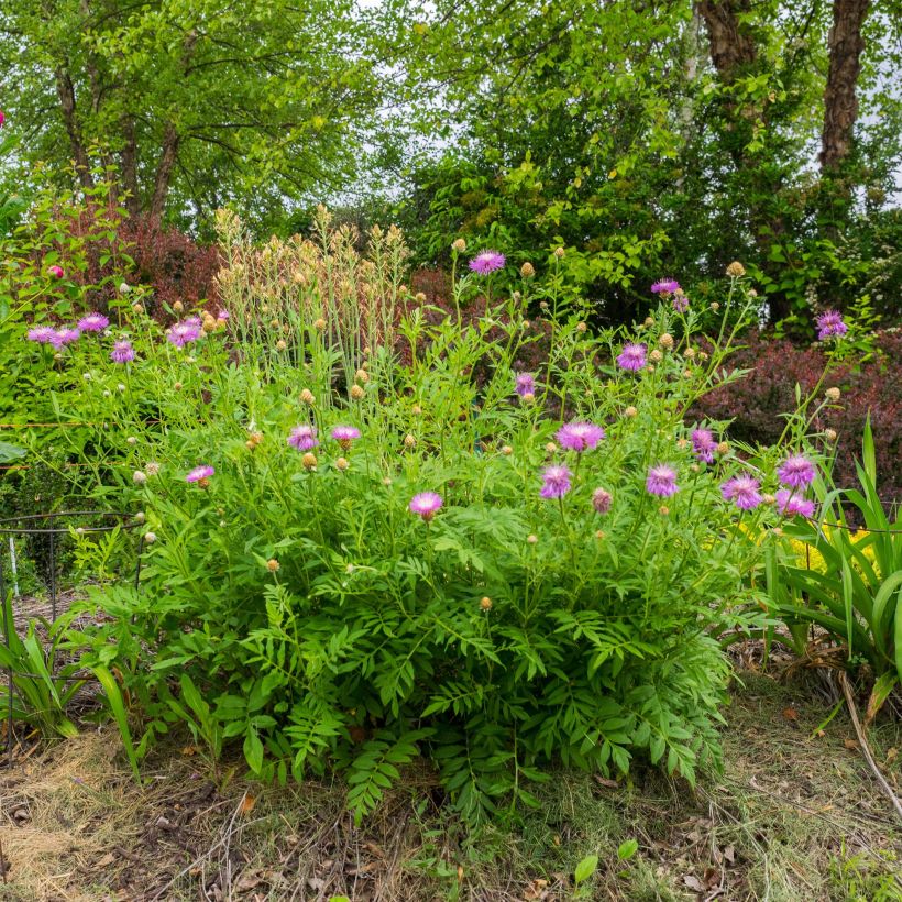 Centaurea dealbata - Centaurée de Perse (Plant habit)