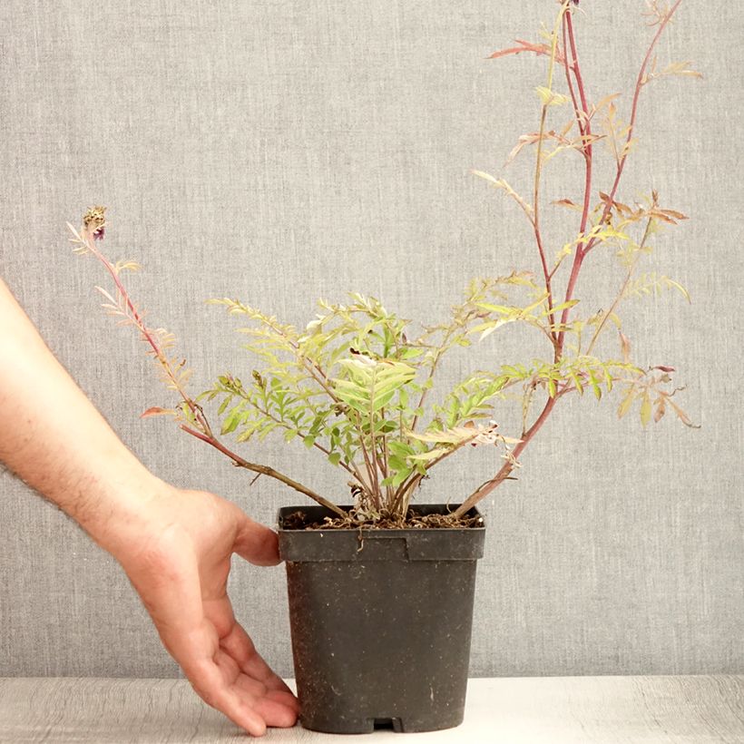 Example of Centaurea dealbata - Centaurée de Perse Pot de 2L/3L as you get in ete