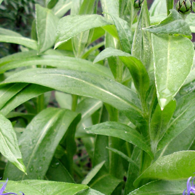 Bleuet des Montagnes bleu - Centauree bleue Montana Coerulea (Foliage)