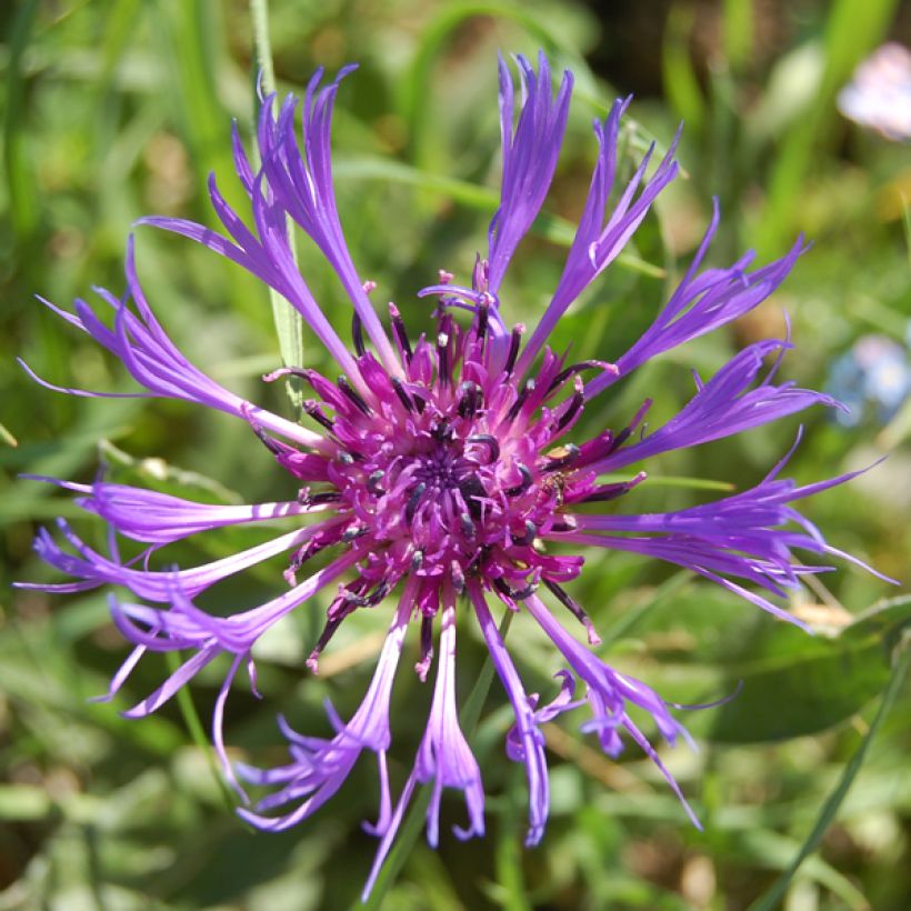 Bleuet des Montagnes bleu - Centauree bleue Montana Coerulea (Flowering)