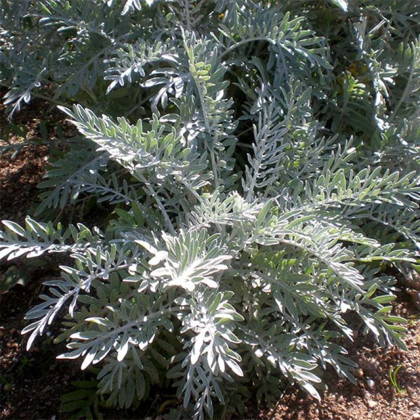 Centaurée, Centaurea pulcherrima (Foliage)