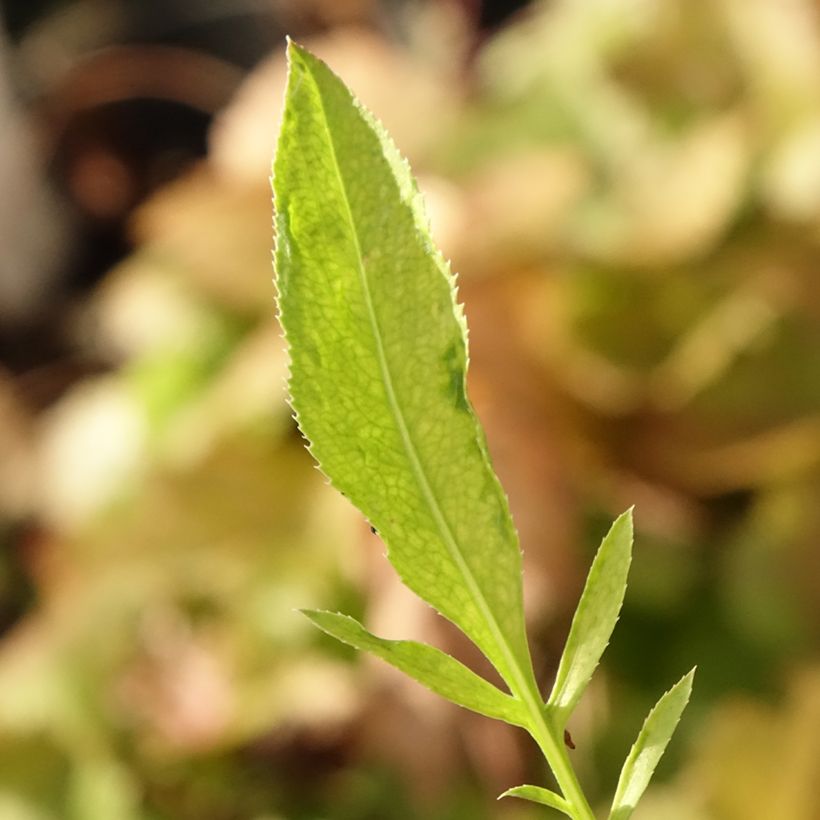 Centaurée, Centaurea ruthenica (Foliage)