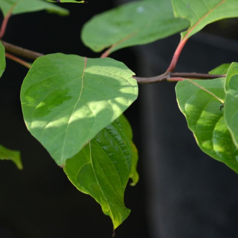 Cephalanthus occidentalis - Bois-bouton (Foliage)