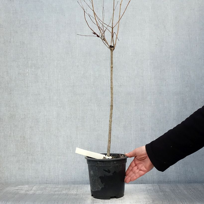 Example of Cephalanthus occidentalis - Bois-bouton Pot de 3L/4L, Tige as you get in automne