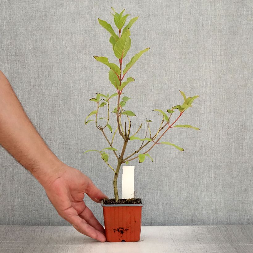 Example of Cephalanthus occidentalis Moonlight Fantasy Godet de 8/9 cm as you get in ete