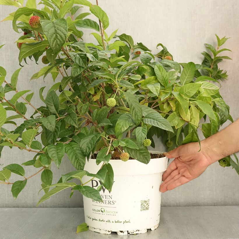 Example of Cephalanthus occidentalis Sugar Shack Pot de 7,5L/10L as you get in ete