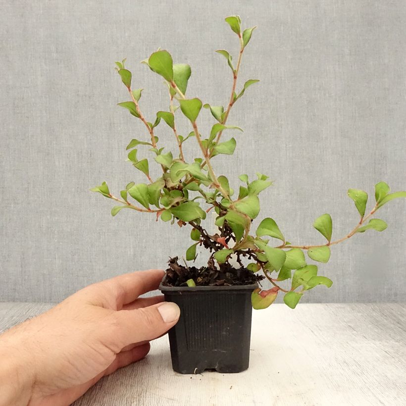 Example of Ceratostigma griffithii, Dentelaire Godet de 8/9 cm as you get in ete