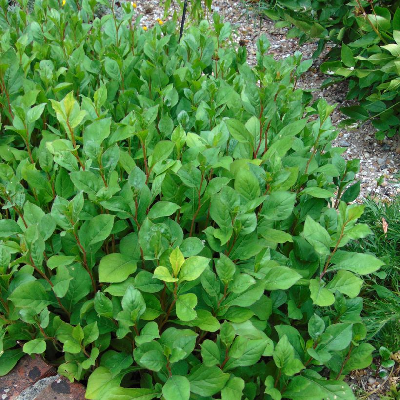 Ceratostigma plumbaginoides - Dentelaire (Plant habit)