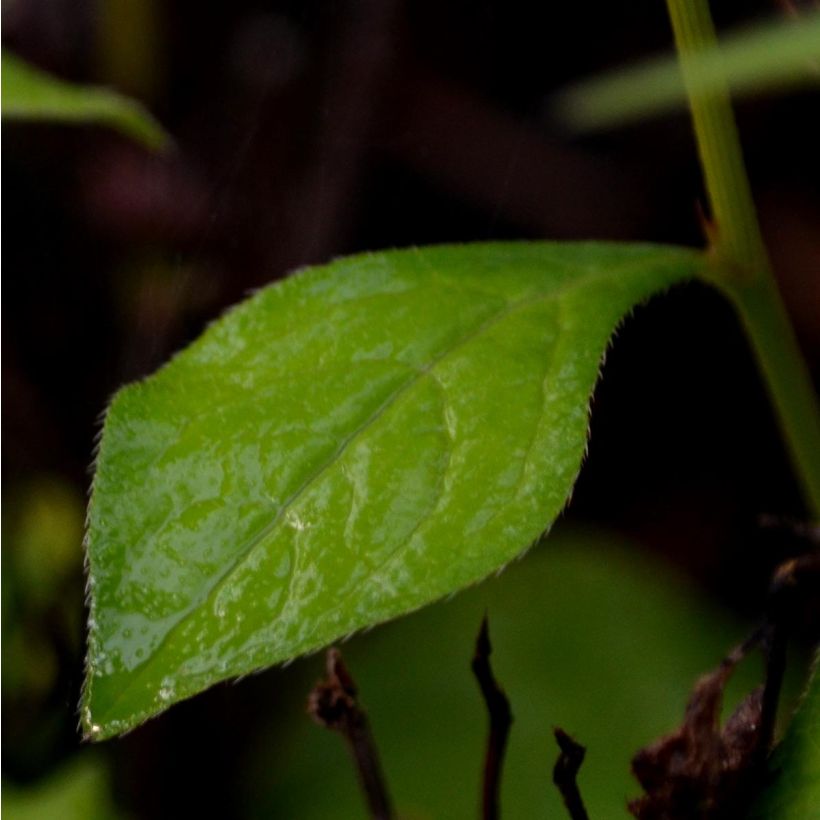 Ceratostigma willmottianum - Dentelaire (Foliage)