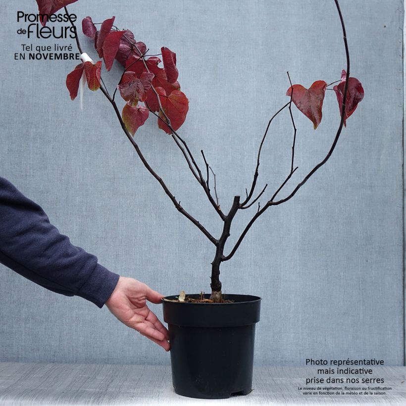 Example of Cercis canadensis Forest Pansy - Arbre de Judée Pot de 4L/5L as you get in automne
