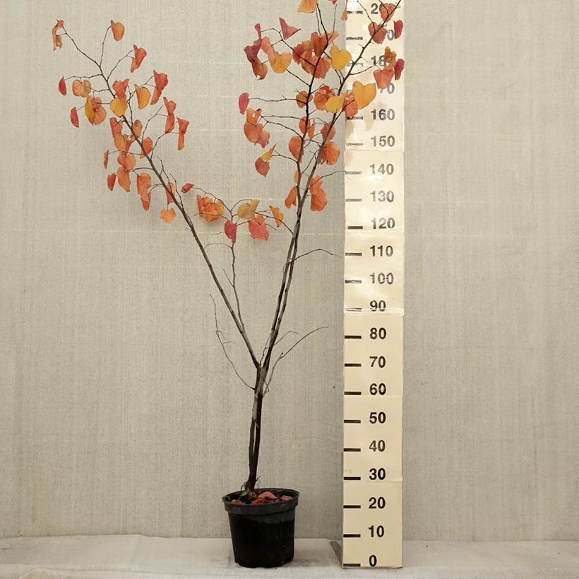 Example of Cercis canadensis Merlot - Gainier du Canada  Pot de 6L/7L as you get in automne
