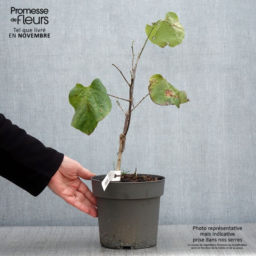 Example of Cercis canadensis Texas White - Gainier du Canada Pot de 4L/5L as you get in automne