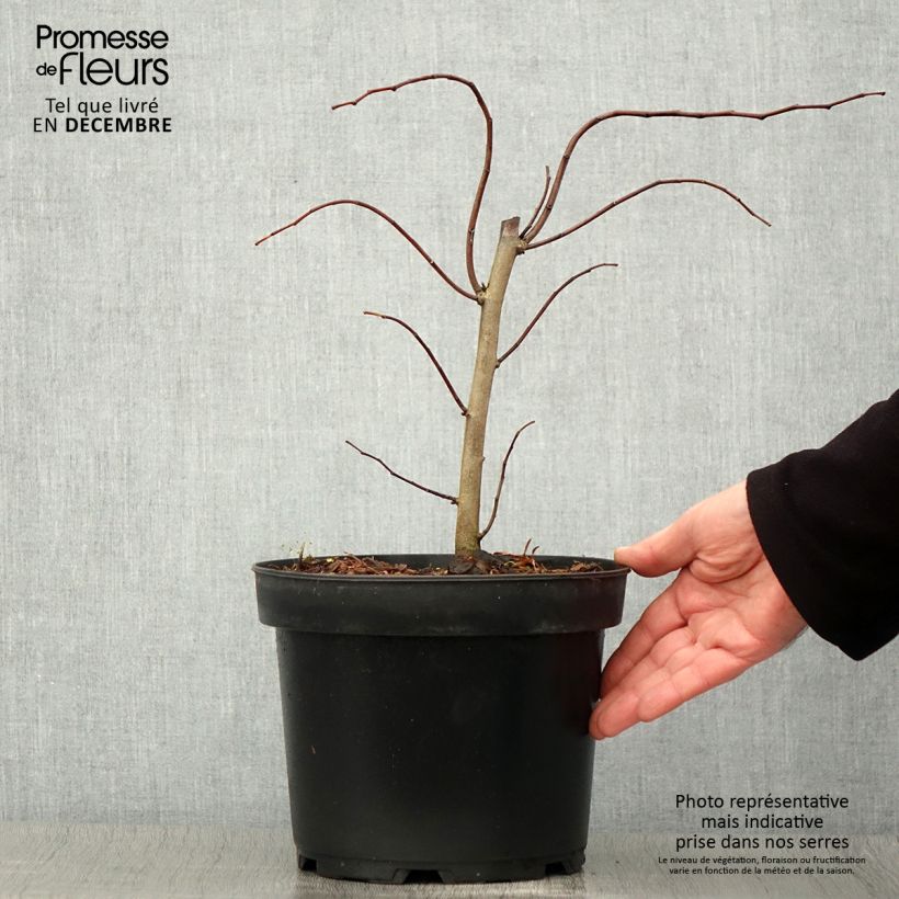 Example of Cercis canadensis The Rising Sun - Gainier du Canada Pot de 2L/3L as you get in automne