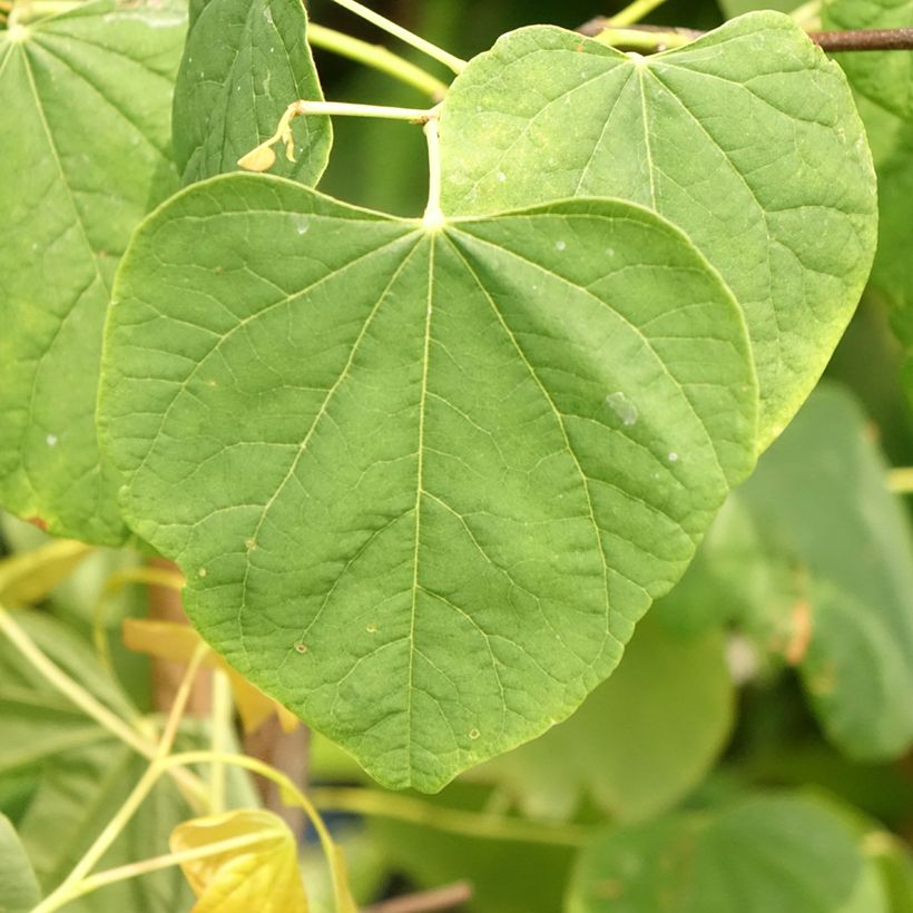 Cercis canadensis The Rising Sun - Gainier du Canada (Foliage)