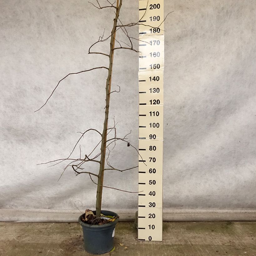 Example of Cercis canadensis Vanilla Twist - Gainier du Canada pleureur blanc Pot de 4L/5L, Baliveau as you get in automne