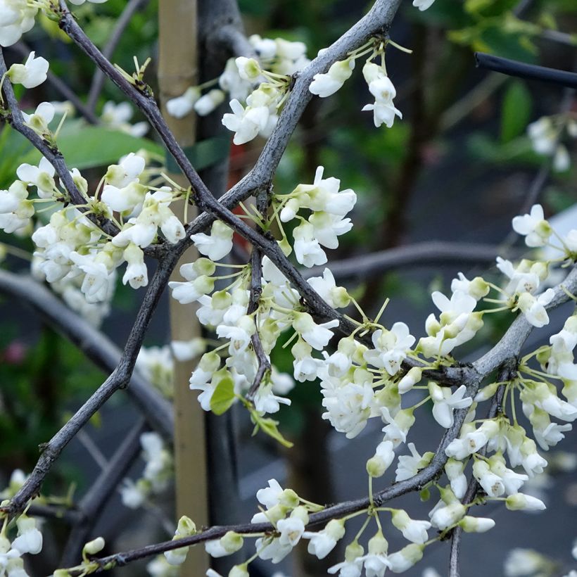 Cercis canadensis Vanilla Twist - Gainier du Canada pleureur blanc (Flowering)