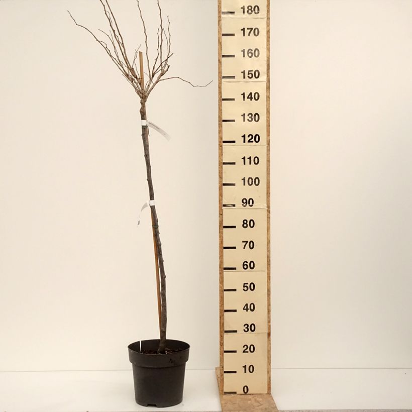 Example of Cercis chinensis Don Egolf - Gainier de Chine compact Pot de 12L/15L, Tige as you get in hiver