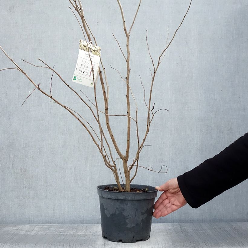 Example of Cercis chinensis Shirobana - Gainier de Chine Pot de 4L/5L as you get in automne