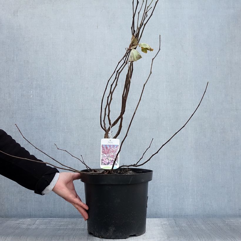 Example of Cercis siliquastrum - Arbre de Judée Pot de 20L/25L as you get in automne