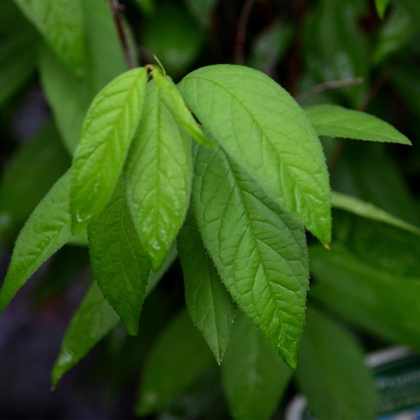 Cerisier à fleur - Prunus glandulosa Alba Plena (Foliage)