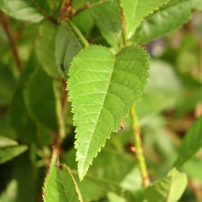 Cerisier à fleurs du Japon nain - Prunus incisa Paean (Foliage)